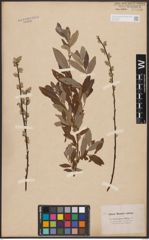 Salix aurita L. x Salix repens L.